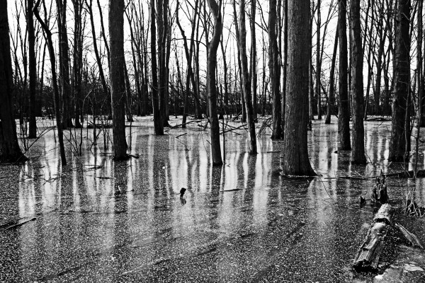 Iced Pond Black And White by Deb Oppermann
